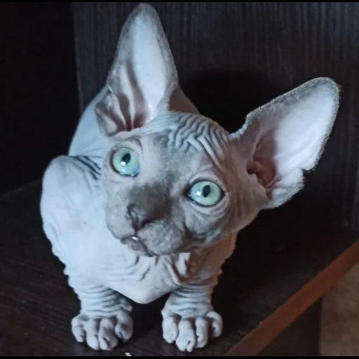 sphinx, sphinx cat, canadian sphinx, cat canadian sphinx, canadian sphinx kittens