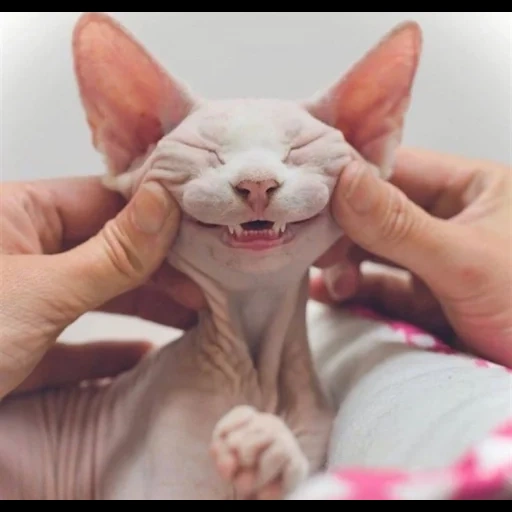 сфинкс, sphynx cat, сфинкс кошка, сфинкс смешной, кот сфинкс улыбается