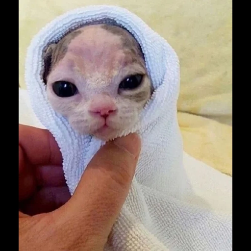 julia, sphinx cat, sphinx kittens, sphinx cute kitten, bald cats are small