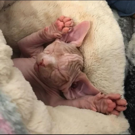 sphinx, sphinx cat, don sphinx, canadian sphinx cat, canadian sphinx kittens