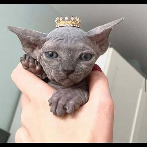 sphinx, sphinx cat, kucing don sphinx, cat canadian sphinx, canadian sphinx grey