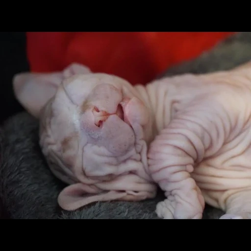 sfinge, sphinx cat, sfinga addormentata, gatto del don sfinx, sfinge canadese cat
