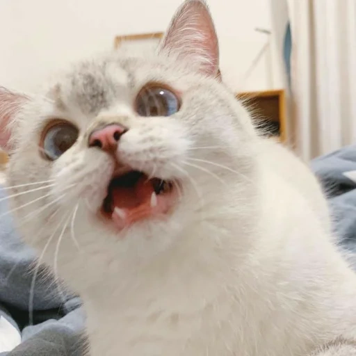 кот, кошка, котики, кот мем, nana cat expressive