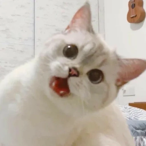 cat, lovely seal, meme cute cat, seal's angry bun, nana cat express
