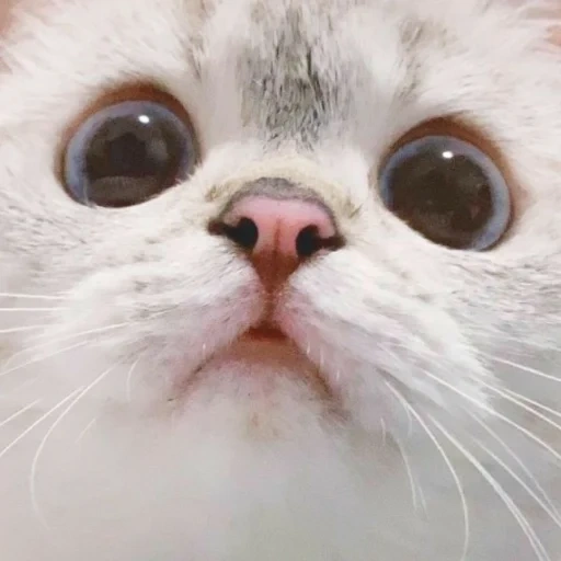 cat, lovely cat, lovely seal, cute cat meme, drama cat