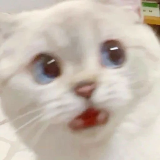 cat meme, waska cat, meme cat, animals are cute, white cat meme