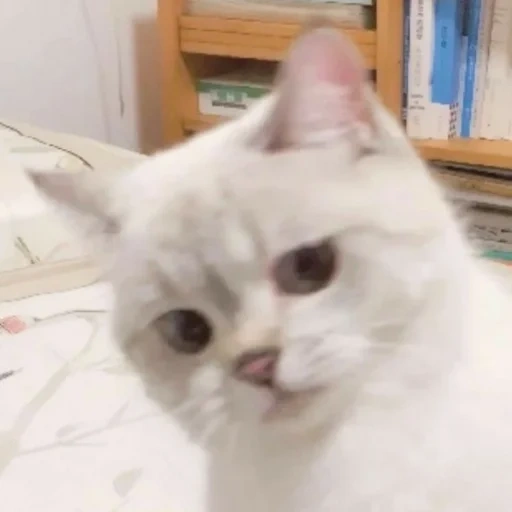 cat, cat, nana cat, lovely seal, cute cat white