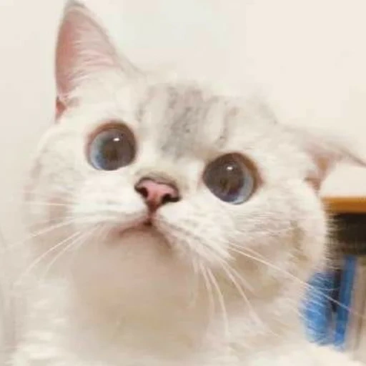 seal, nana cat, lovely seal, cute cat meme, a charming kitten