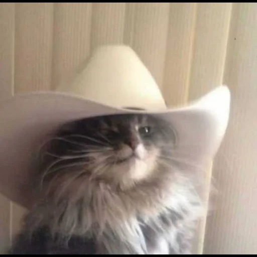 коты, кошка, котики смешные, кот ковбойской шляпе, милые котики смешные