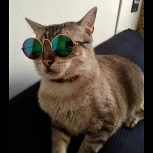 кот, кот зеленых очках, кот овальных очках