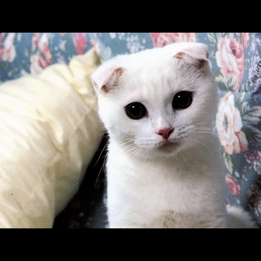 белый вислоухий кот, белые вислоухие коты, вислоухая белая кошка, шотландская вислоухая кошка, шотландские вислоухие котята белые