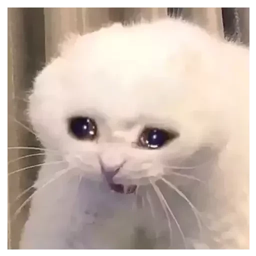 кошка, кот плачет, плачущая кошка, плачущий кот мема, кот грустной улыбкой мем