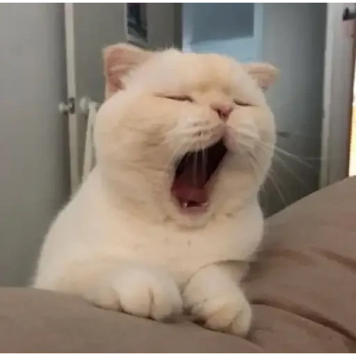 кот, котики смешные, милый котик мем, белый кот зевает, милые котики смешные