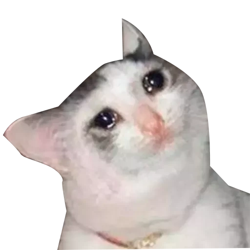 котик мем, плачущий кот, плачущие коты, грустный котик мем, плачущие коты мемы