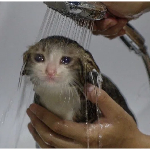 кот, кошка, котик, мокрый кот мем, плачущий кот под душем
