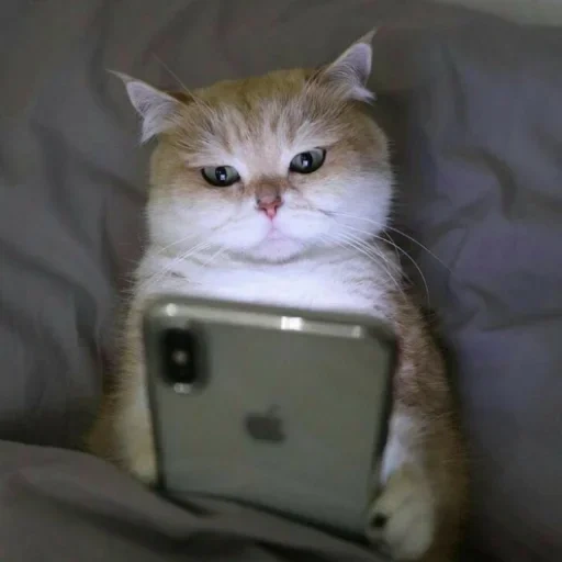 кот, котик, котик мем, котик телефоном, милый котик мем