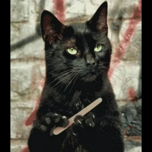salem cat, кот пилкой, черный кот, кот пилочкой, бомбейская кошка