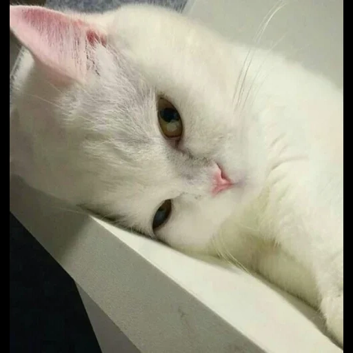 белая кошка, котики, кошка сетсу, кот, милые котики