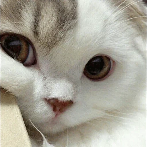 милые котики, фотографии милых котиков, котенок грустный, котик, белая кошка
