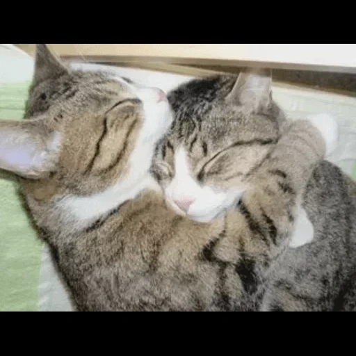 коты обнимаются крепко, обнимашки котики, кошки обнимашки, обнимающиеся коты, обнимашки