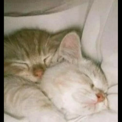 милый котенок спит, спящий котенок, милые котики, коты спят, кот