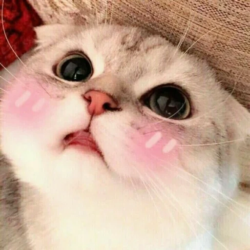 милый котик мем, пикчи милые, милые котики, кот с розовыми щеками, милые котики смешные