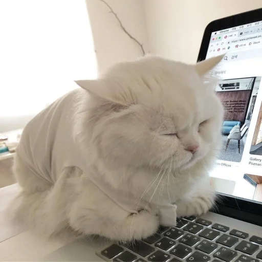 персидская кошка, кот, кошка, кошка экзотическая, кот у компьютера