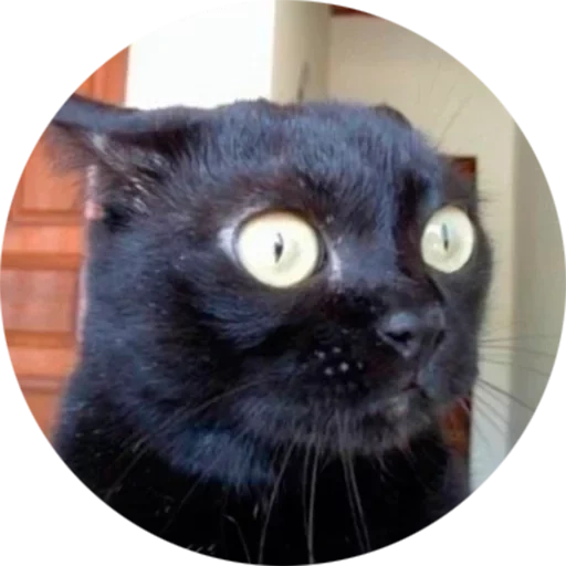 кот, кот буэ, затем мем кот, удивленный черный кот ужасе мем