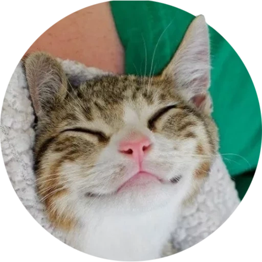 кот, радостный кот, довольный котик, улыбающийся кот, улыбающийся котик