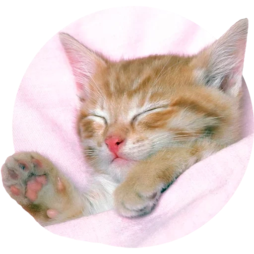 cat, рыжий котенок, спящий котенок, сладких снов котенок, спящий рыжий котенок