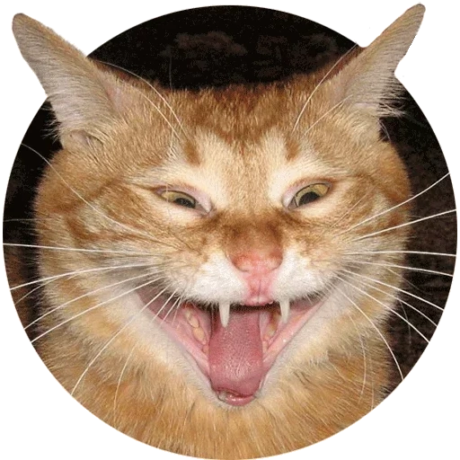 кот, всратые коты, кот улыбается, смеющийся кот, кот лыбится зубами