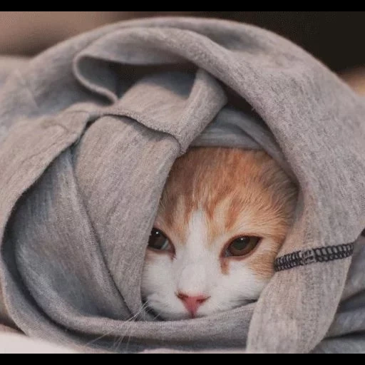 котик, кошка одеяле, кот капюшоне, котенок одеяле, котик капюшоне