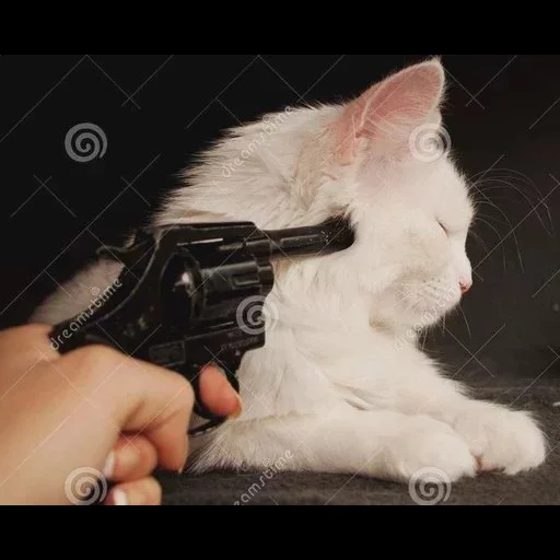 кот, стреляй кот, кот пистолетом, котенок пистолетом, на котика направили пистолет
