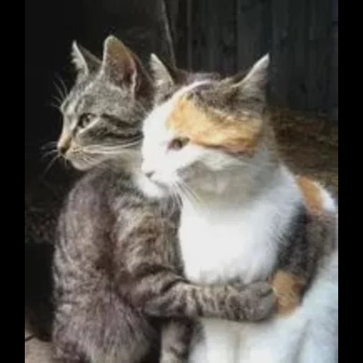 кот, кошка, кошки, котик кошечка, котики обнимаются