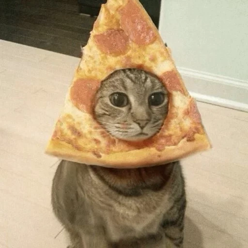 пицца кот, шаурма кота, кот пиццей голове, смешные коты пиццей, картина котёнок пиццец