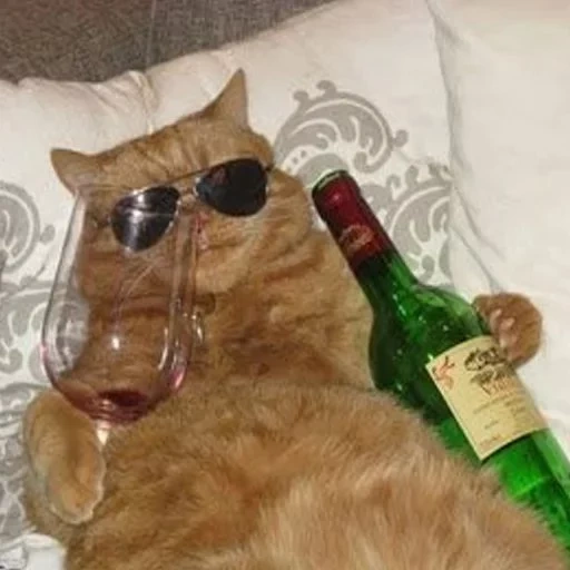 кот, котик, бухой кот, кот вином, пьяный кот
