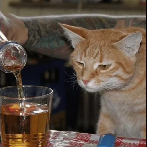 кот, кот кот, пьющий кот, пьяный кот, кот алкоголик