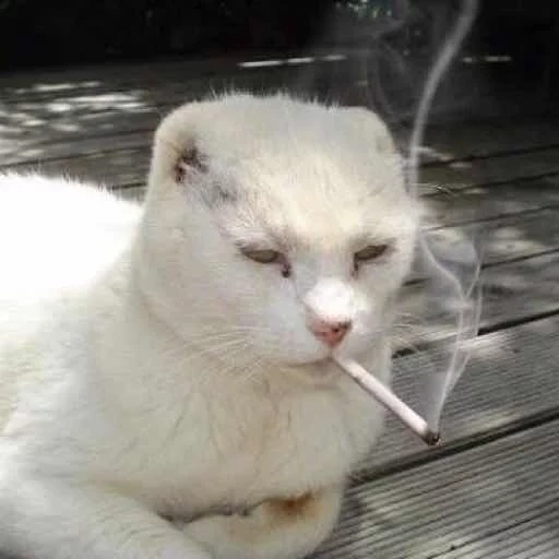 кот, кот курит, кот сигарой, курящий кот, кот сигаретой