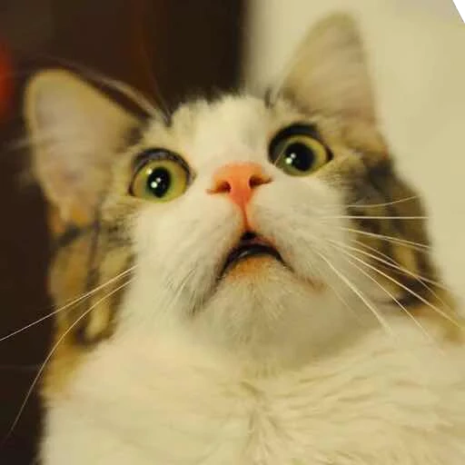кот мем, офигевший кот, удивленный кот, удивленный кот мем, испуганный кот мем