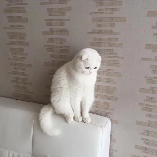 скоттиш фолд, скоттиш фолд белый, вислоухая кошка белая, шотландская вислоухая кошка белая, белый шотландский вислоухий котенок