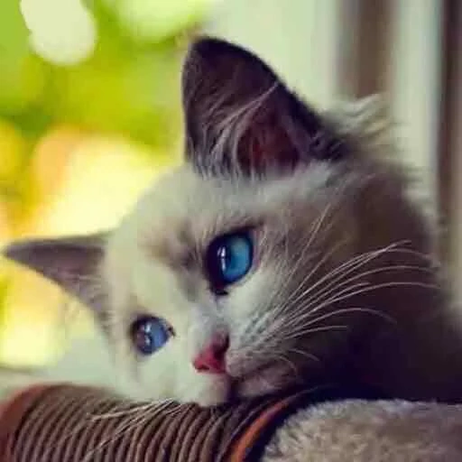 котик, котик грустный, грустная кошка, скучающий котик, грустный котенок