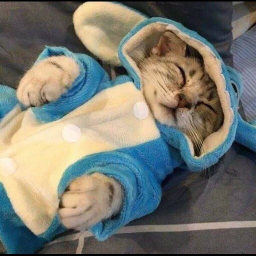 кот, кот пижаме, кошки милые, смешные кошки, очаровательные котята