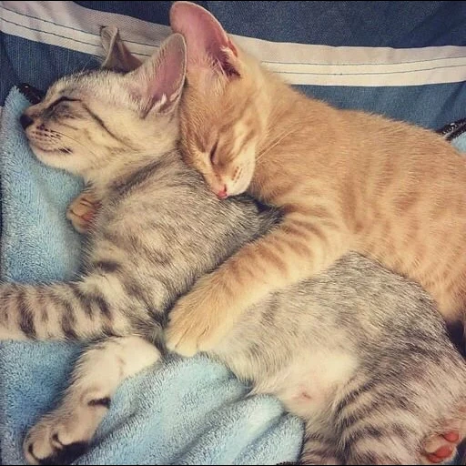 кошки обнимашки, обнимающиеся коты, обнимающиеся котики, милые котики вдвоем, котики спят обнимку