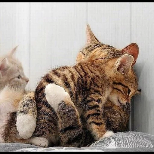 кот, кошка, кошечка, котики обнимаются, бенгальская кошка руках