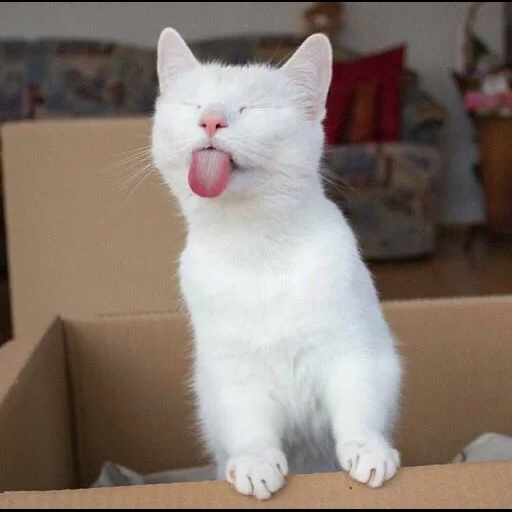 кот, кот смешной, смешные котики, смешной белый кот, смешные милые котики