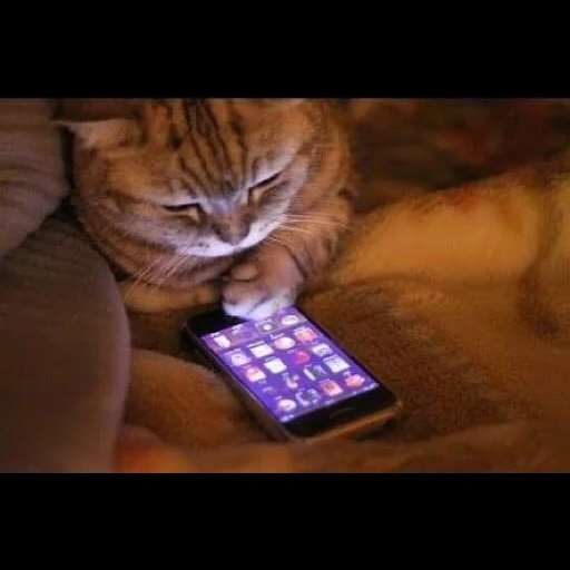 кот, кошка, кошка айфоном, кошка телефоном, кот важный телефоном