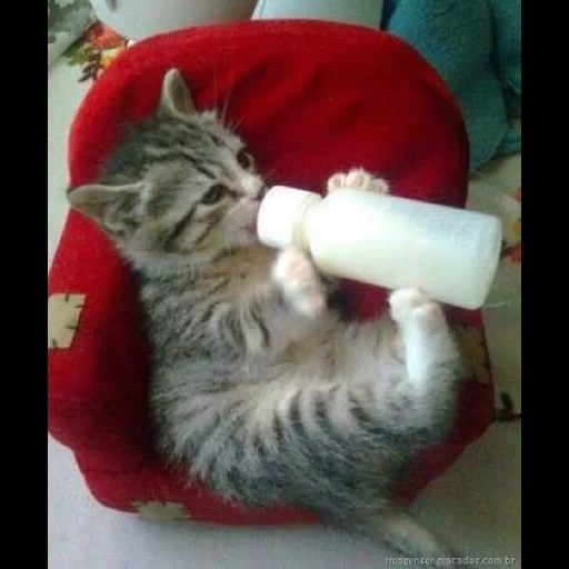 кот, кошка, животные, животные милые, котенок пьет молоко