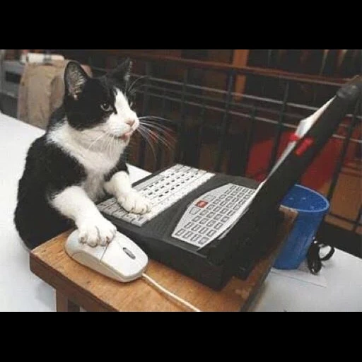 кот, кот работе, кот за компьютером, котик за компьютером