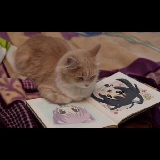 котик, кошка, кошечка, умная кошка, коты книгами рисунки прикольные