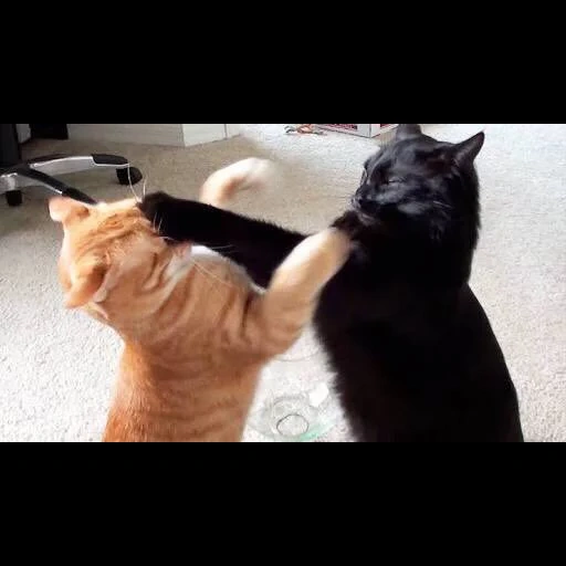 кот, cat, кошка, cat fight, котики дерутся